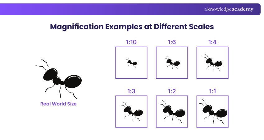 Magnification Examples at Different Scales