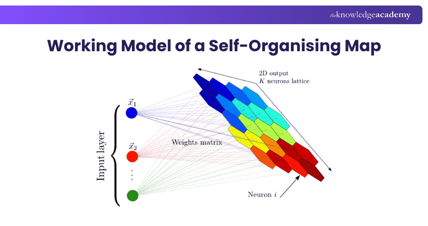Self-Organising Maps (SOMs)