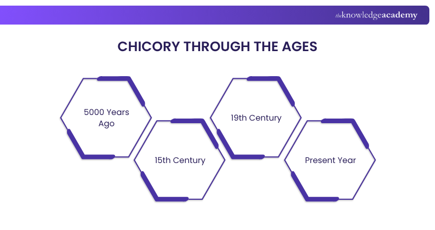 Chicory through the ages CHICORY THROUGH THE AGES