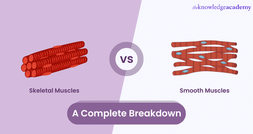 Difference Between Skeletal and Smooth Muscles: A Complete Breakdown 