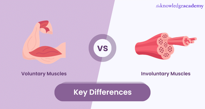 Difference Between Voluntary and Involuntary Muscles