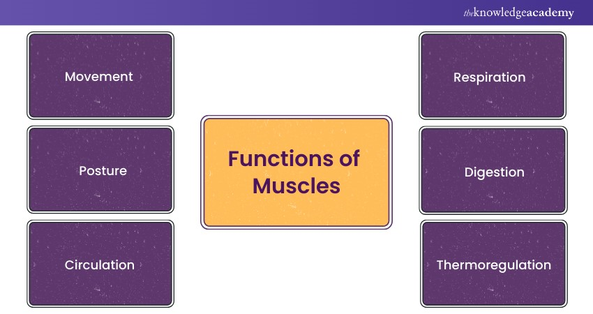 Functions of Muscles