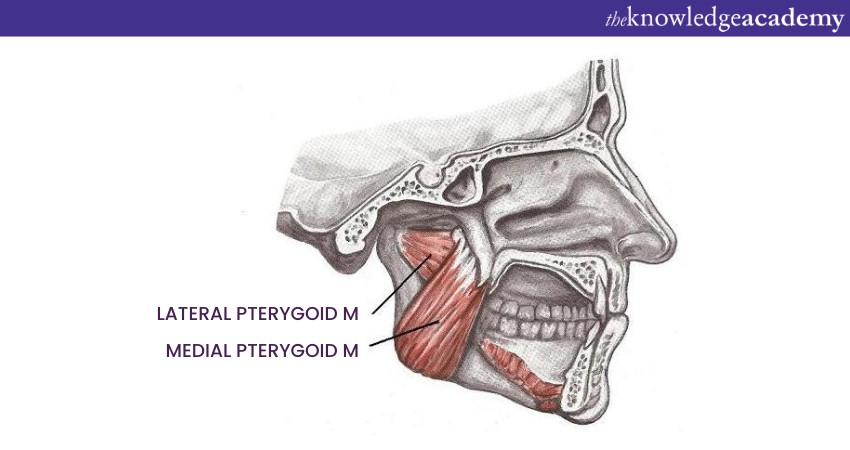 Lateral Pterygoid Muscle Lateral Pterygoid Muscle Archives Samarpan