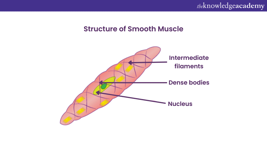 Structure of a Smooth Muscle