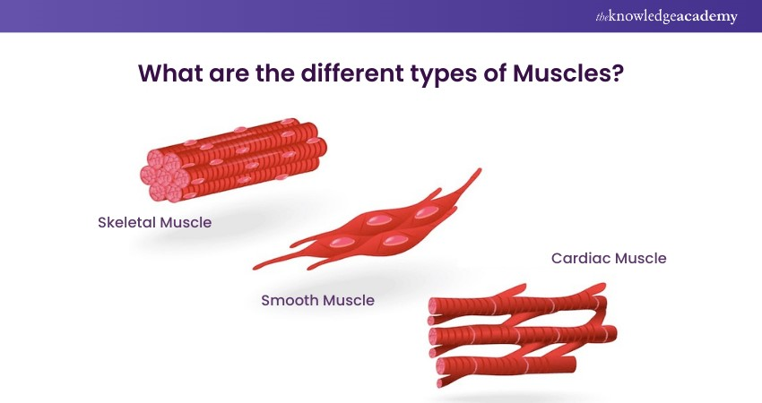 Types of Muscles 
