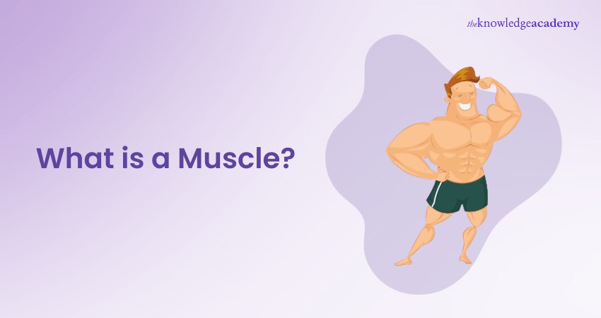 What Is Muscle